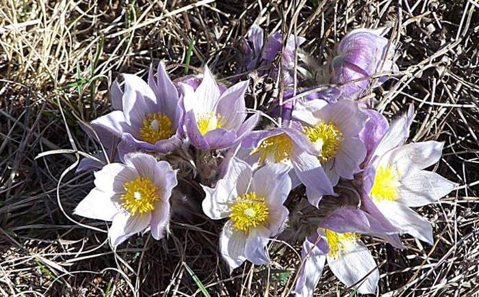 L'an&eacute;mone des Prairies