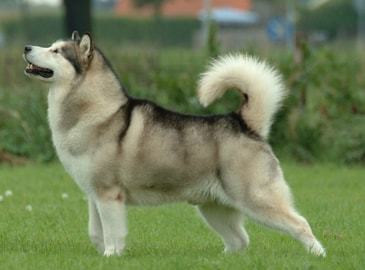 b) Le Malamute