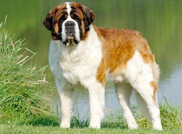 a) Le Saint-Bernard