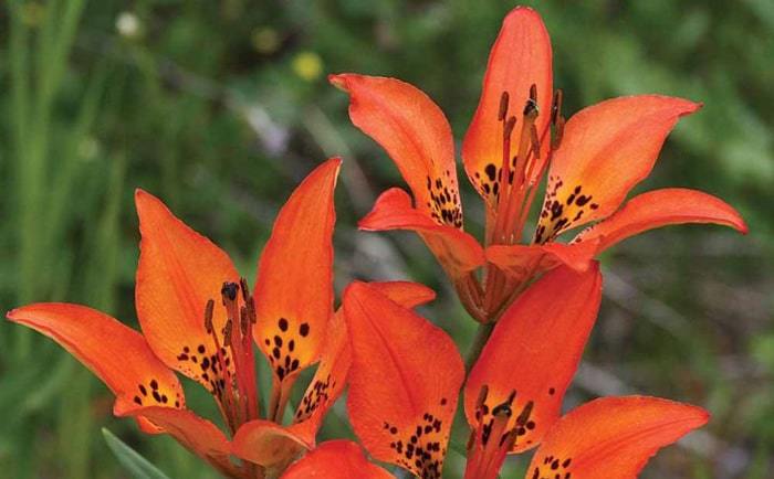 Le lis des Prairies