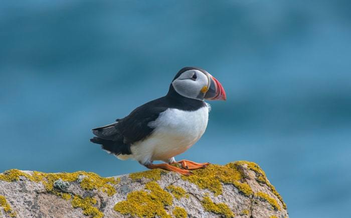 Un oiseau de mer