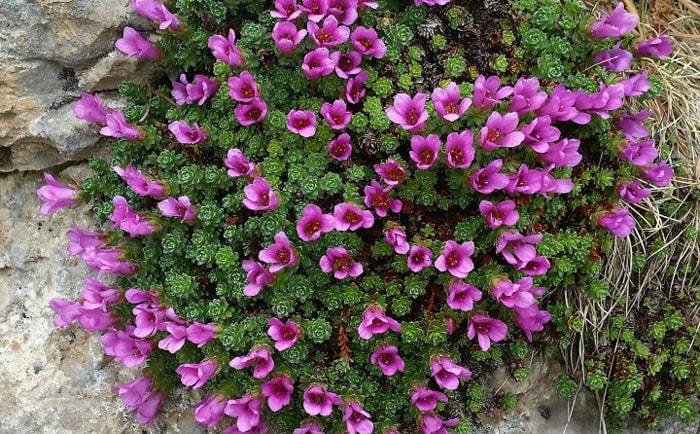 La saxifrage &agrave; feuilles oppos&eacute;es
