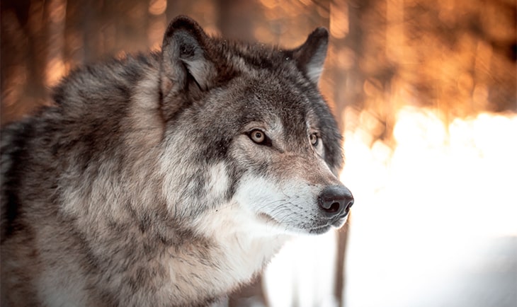 le loup