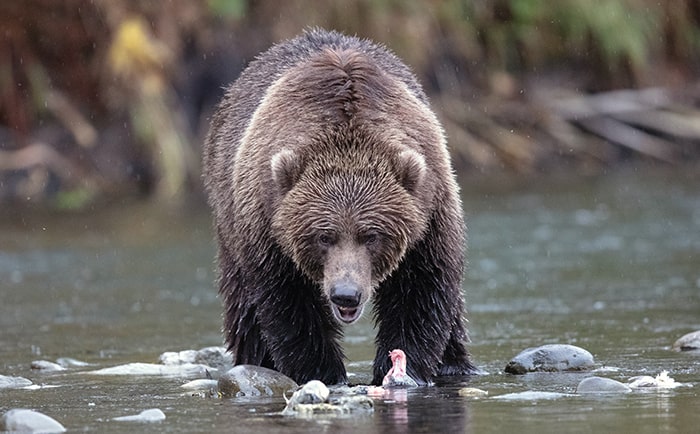 le grizzly