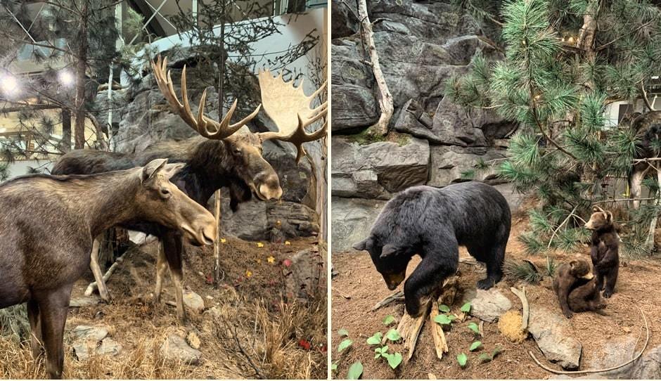 Les orignaux et les ours noirs exposés au parc Algongquin