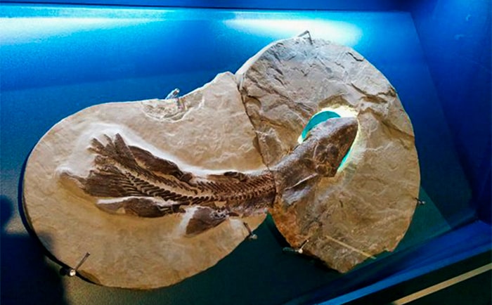 Fossile au parc national de la Miguasha