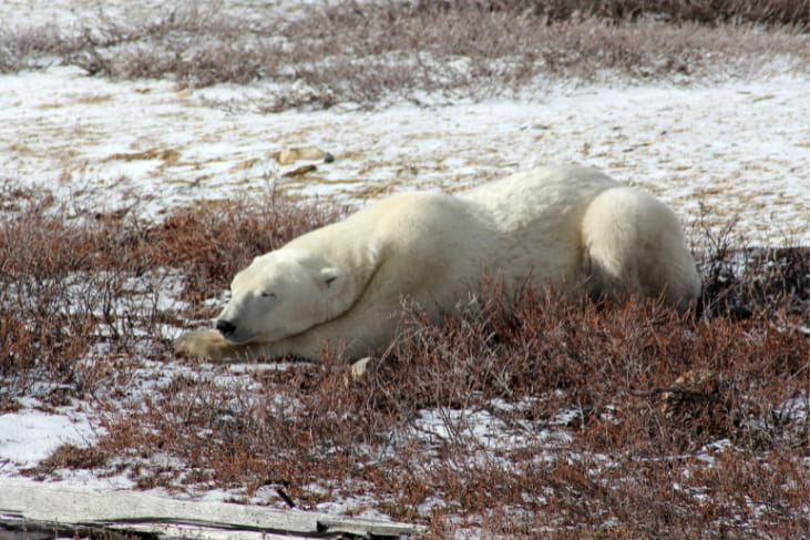 Ours polaire à Churchill au Manitoba