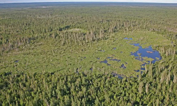 Où se trouve le plus grand barrage de castor au monde ?