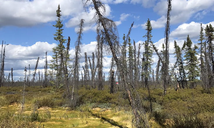 Les "arbres ivres" du Nord canadien