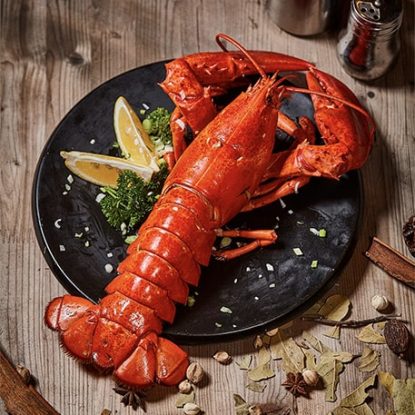 homard-terre-neuve-415x415