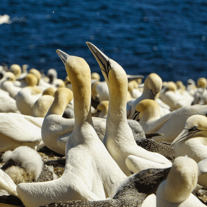 Les fous de Bassan sur l'île Bonaventure - Guide Gaspésie 2023